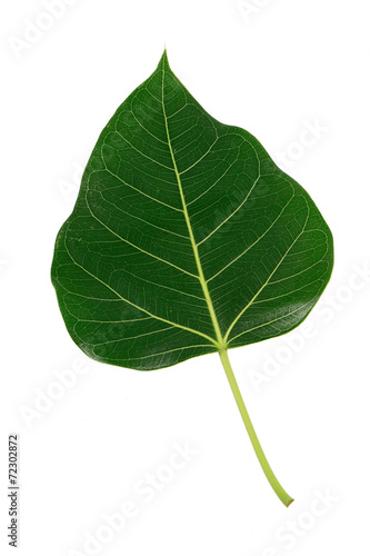 Bodhi green leaf isolated