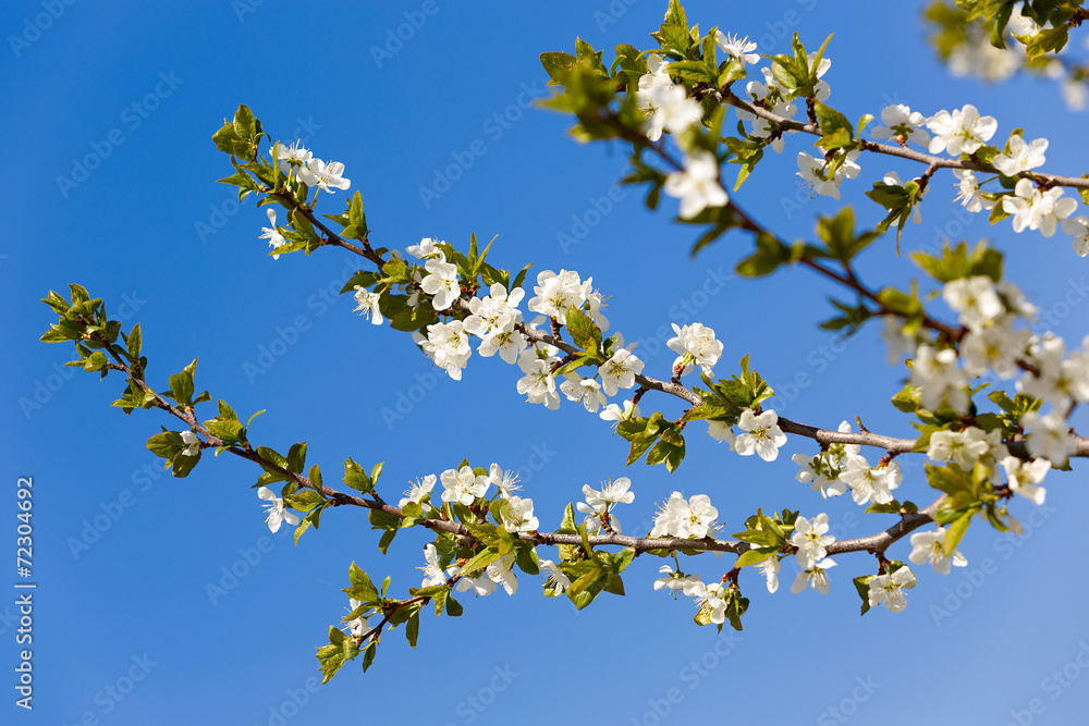 Flowers on a branch of fruit tree. Against the blue sky. Flowers on a branch of fruit tree. Against the blue sky.