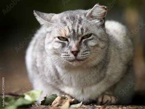 白い太った猫 Stock 写真  Adobe Stock