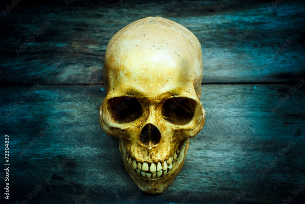 Still life with a skull human. Still life with a skull human.