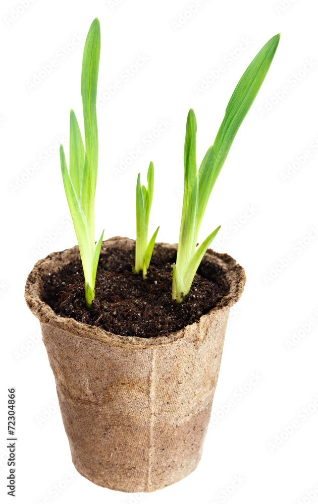 The young plant grows from a fertile soil is isolated on a white The young plant grows from a fertile soil is isolated on a white