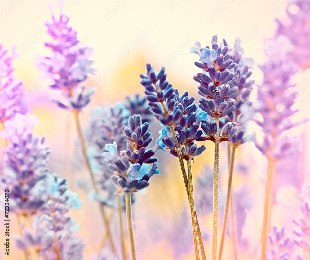 Fototapeta premium Beautiful lavender