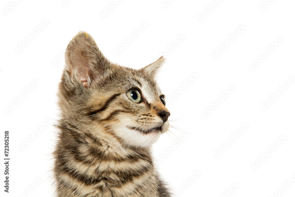 Obraz premium Cute tabby kiten