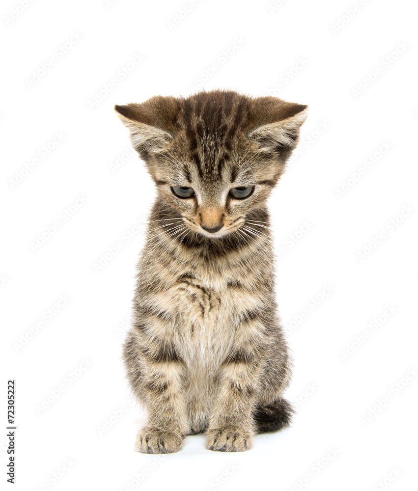 Fototapeta premium Cute tabby kiten