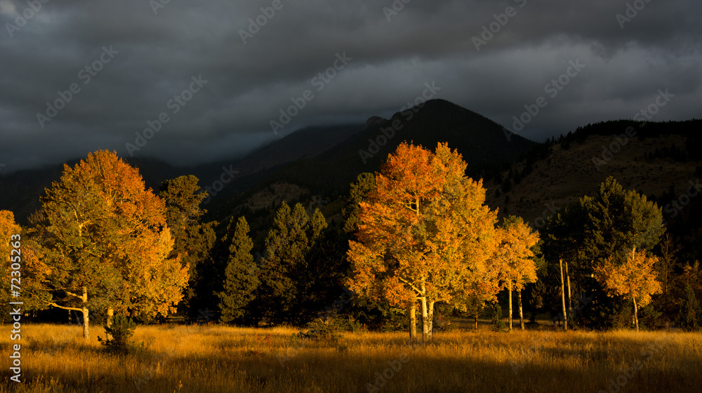 Fototapeta premium Aspen tree and clouds