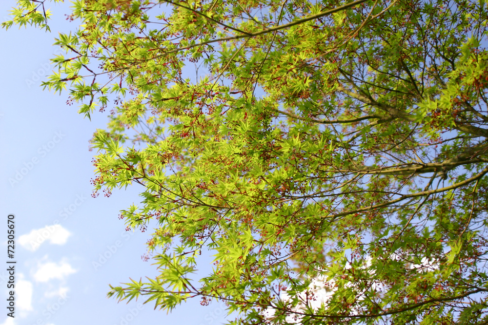 Obraz premium モミジの若葉と花