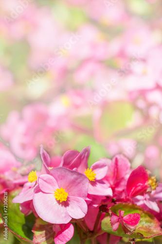 Fototapeta Naklejka Na Ścianę i Meble -  Pink flowers