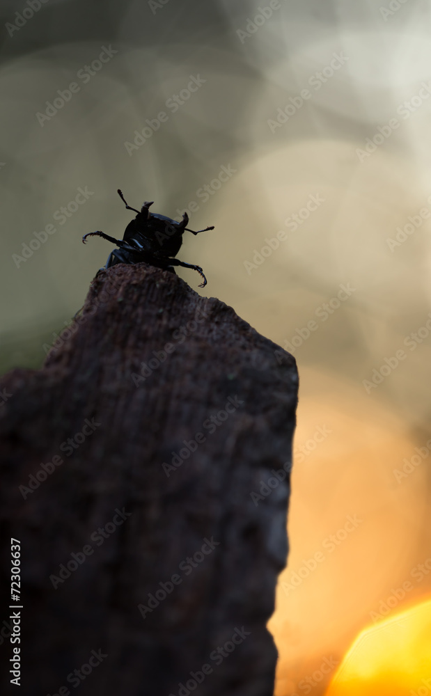 Lesser stag beetle, Dorcus parallelipiedus sitting on wood