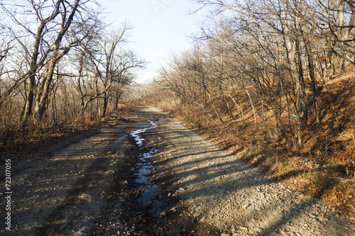 The road in the wood