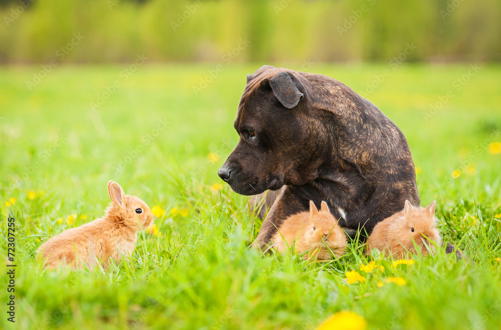 American staffordshire terrier with little rabbits