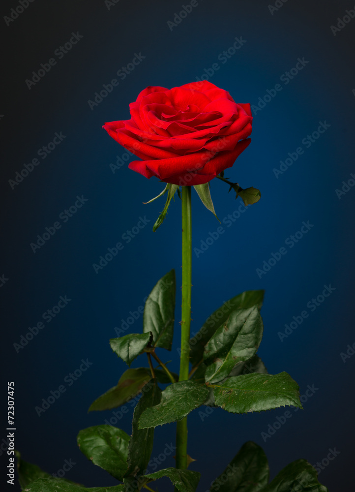 one red rose on black background - obrazy, fototapety, plakaty 