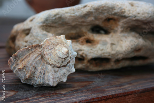 Mollusk shells