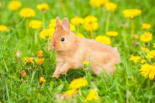 Little rabbit jumping in flowers