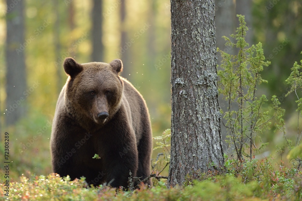 Brown bear in the forest at fall