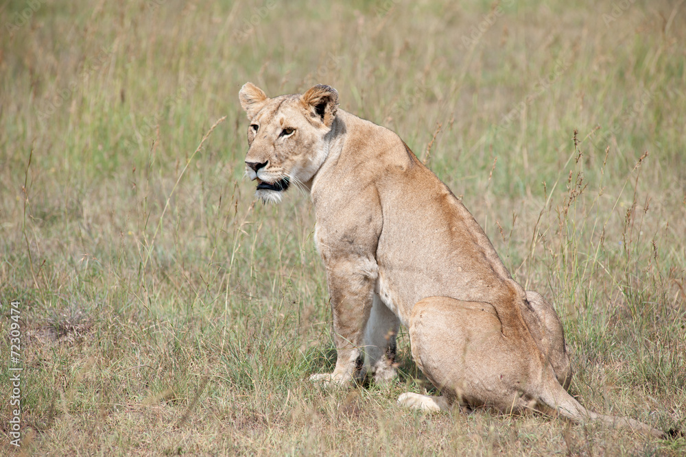 lion lion