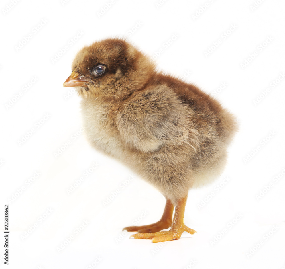 Fototapeta premium Chick from the side