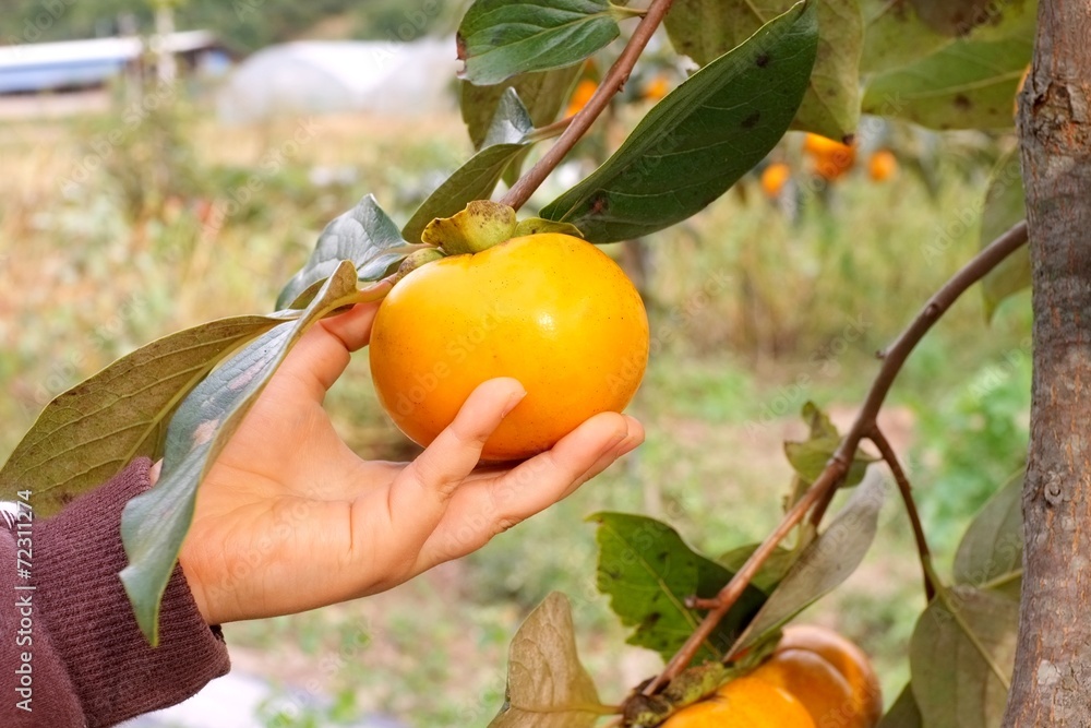 child's hand picking persimmon from a tree child's hand picking persimmon from a tree