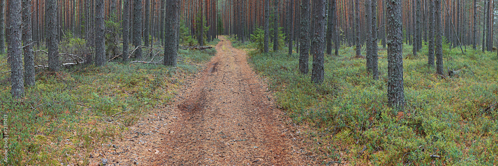 Fototapeta premium autumn landscape in the spruce forest