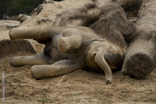 Young elephant photo