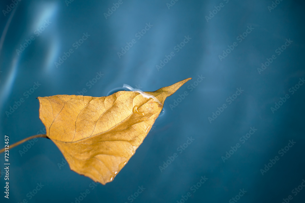 Fototapeta premium autumn birch leaf on the water