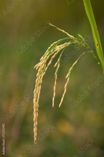 Rice gold spike closeup