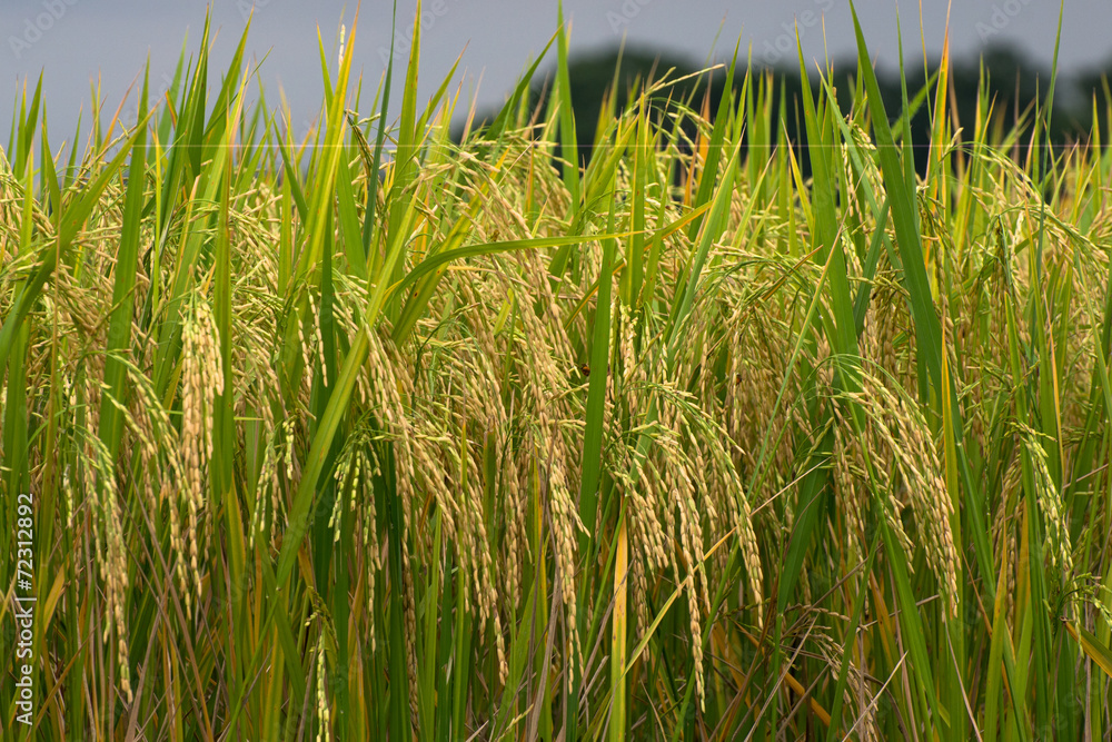 Rice field gold spike Rice field gold spike