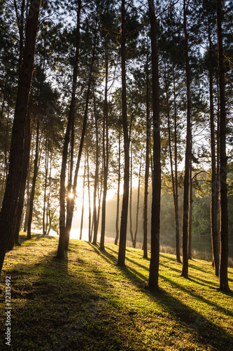 Pine forest with sunrise