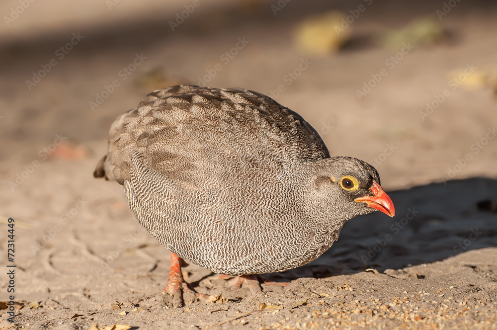 Quail in the Early Morning Sunlight Quail in the Early Morning Sunlight