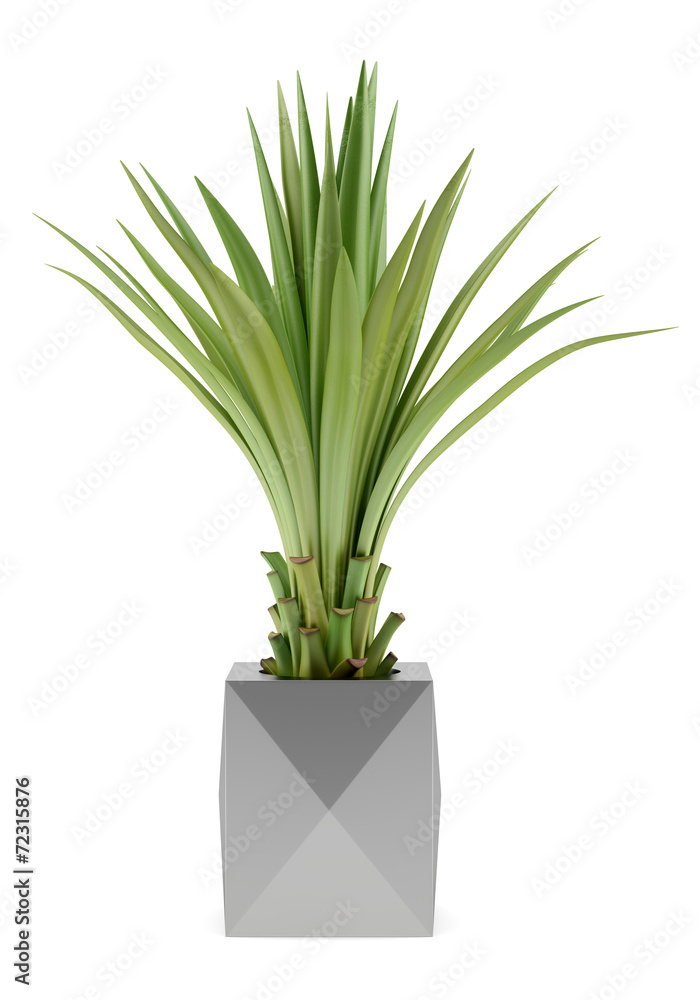 Obraz premium potted palm tree isolated on white background