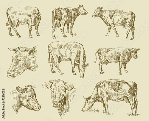 cows hand draw