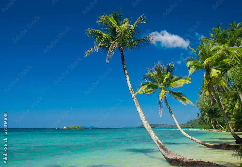 Naklejka premium Coconut Coast Palm Panorama