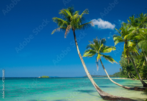 Fototapeta Naklejka Na Ścianę i Meble -  Coconut Coast Palm Panorama