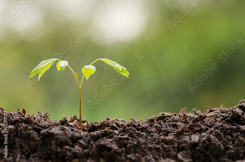 Plant seeding,Close up Young plant growing with rain water drop