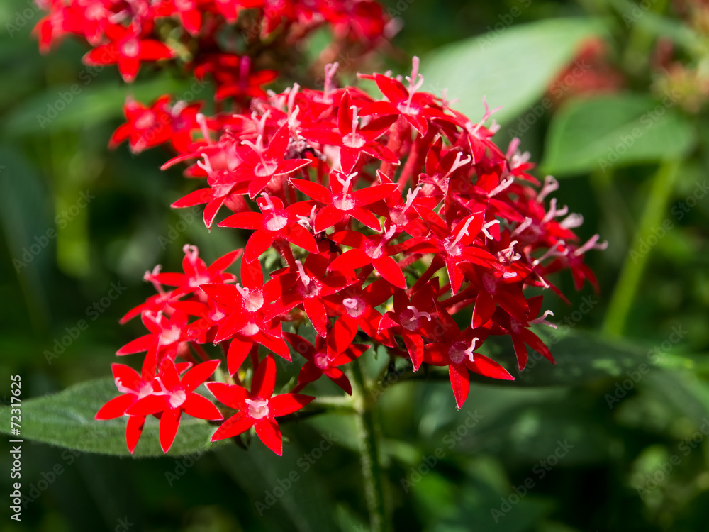 Red pentas flowers, pentasulfide