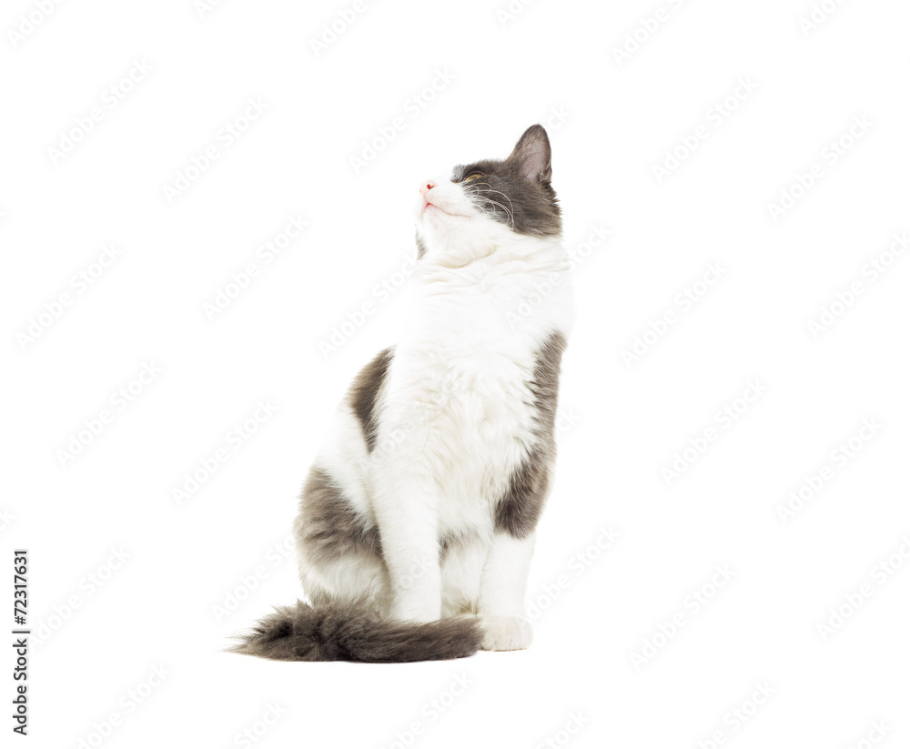 cat looking up on a white background isolated