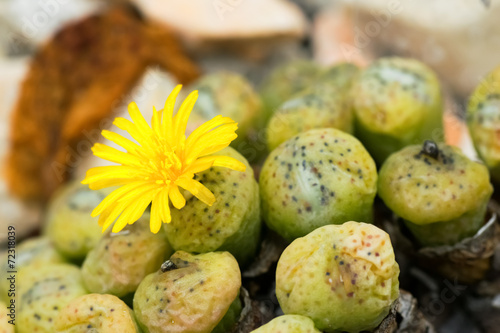 Фотография Conophytum sp.