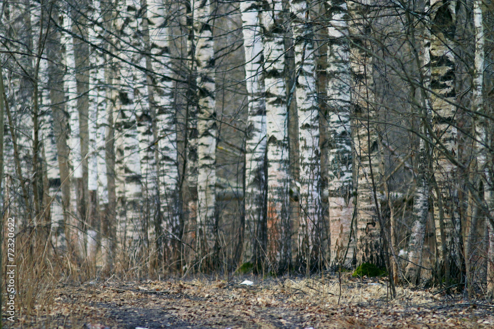 Obraz premium birch trunks forest