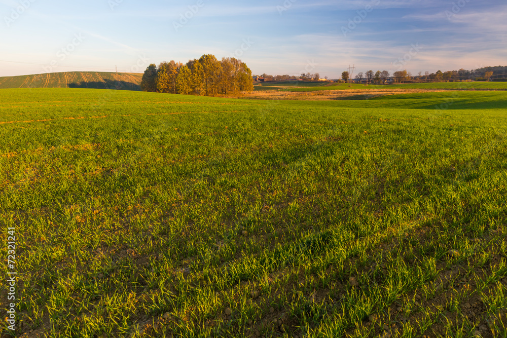 Obraz premium green field landscape