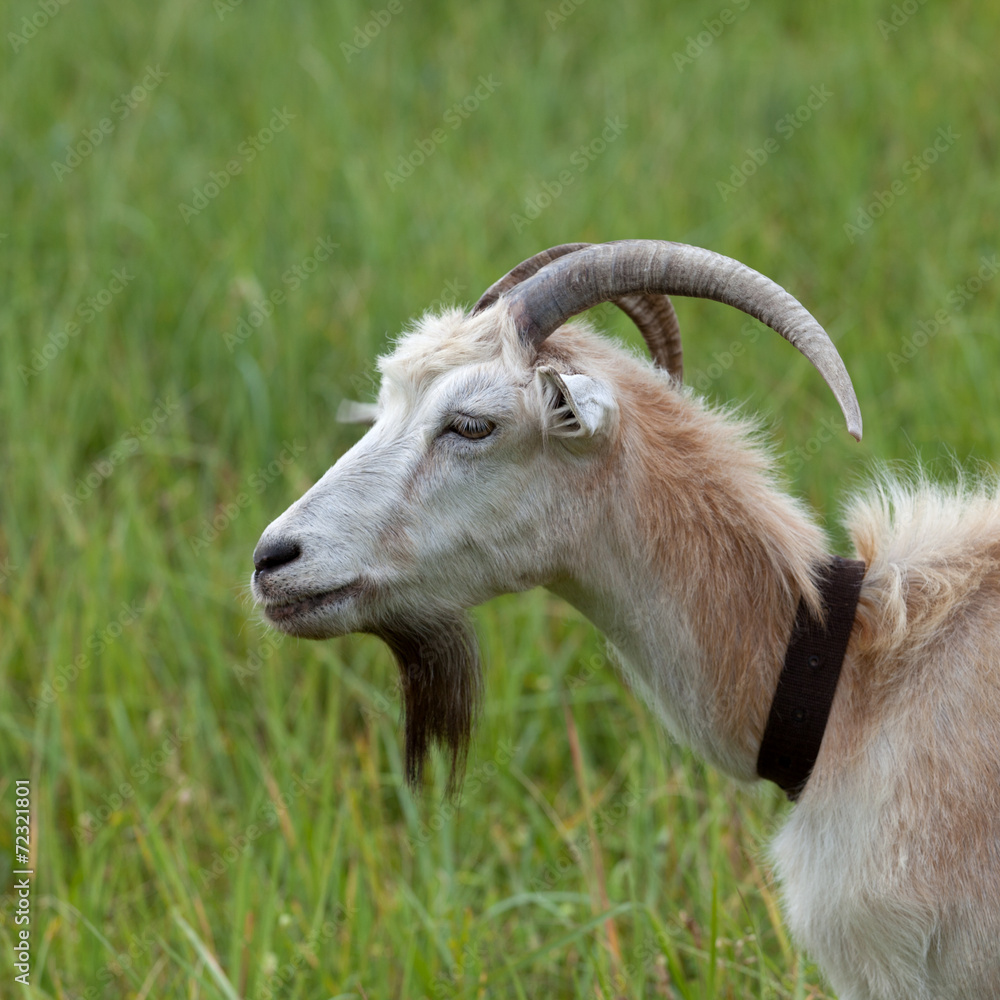 Green meadow and portrait of goat Green meadow and portrait of goat