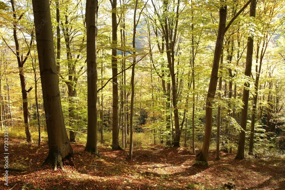 Autumnal forest backlit by the morning sun