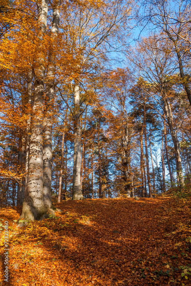 Fototapeta premium SONY DSC