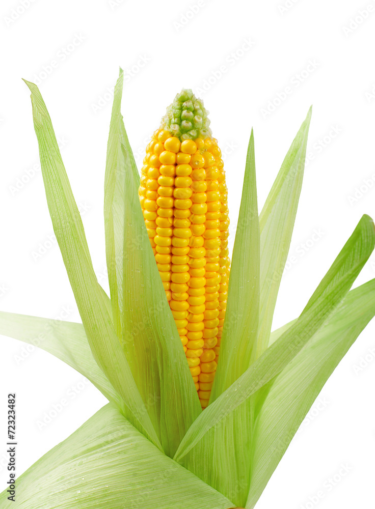 fresh raw corn on white background. isolated fresh raw corn on white background. isolated