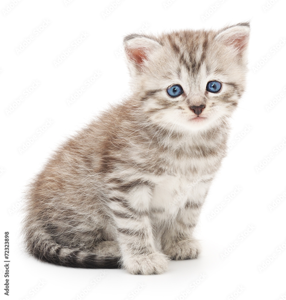 Obraz premium Kitten on a white background