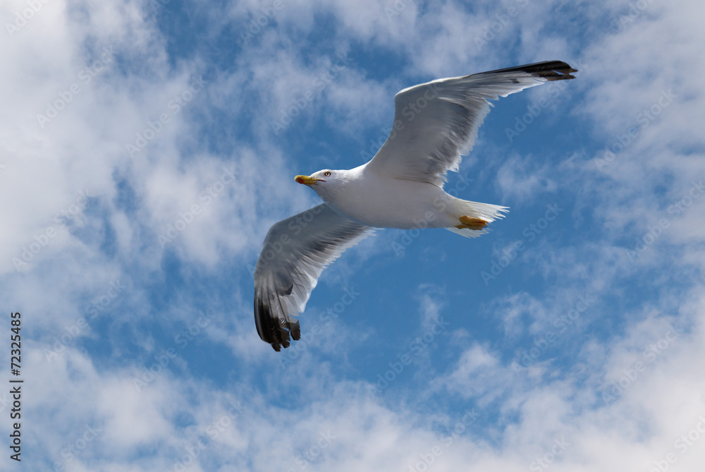 Obraz premium Flying seagull in sky with clouds and bright sun