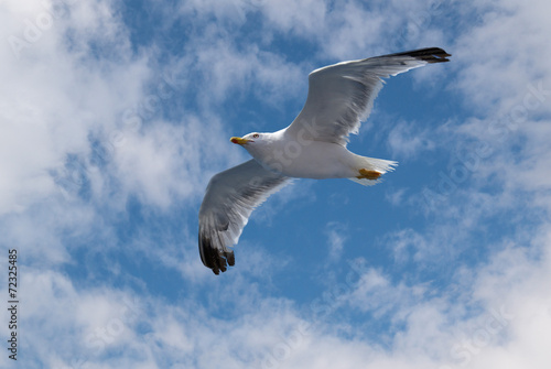 Flying seagull in sky with clouds and bright sun