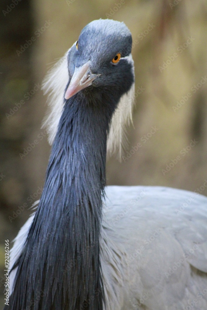 Grey Crane - Bird