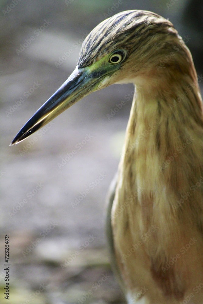 Yellow bittern bird Yellow bittern bird