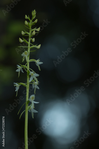 Lesser butterfly orchid in twilight
