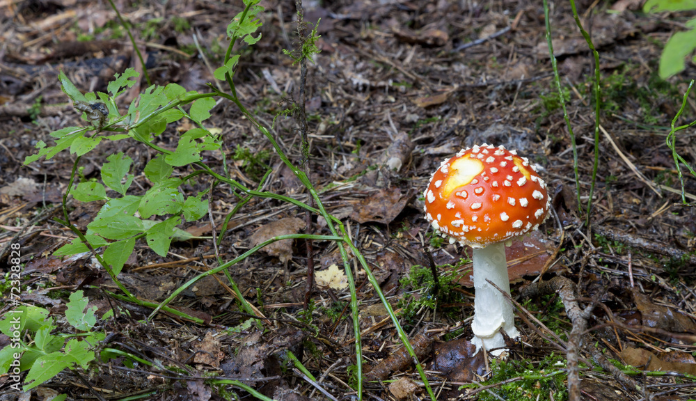 Amanita muscaria. mushroom in the forest Amanita muscaria. mushroom in the forest