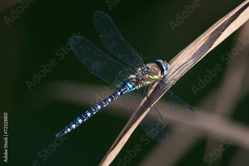 A beautiful dragonfly